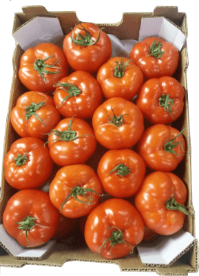 Tomata kalogiros siskevastirio